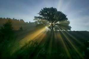 De opkomende zon schijnt door de boom van Dennis Bresser