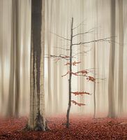One tree life - The elegant one