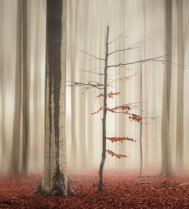 One tree life - The elegant one sur Rob Visser