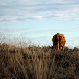 Schotse Hooglander van Iris Lobregt