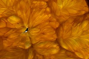 Macro d'une orange