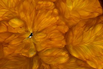 Macro van een sinaasappel van Anne Ponsen