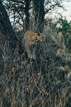 Female leopard with tracking collar in the wild of Namibia, Africa by Patrick Groß