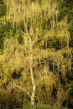 Herbstgold im Arboretum