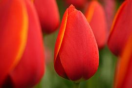 tulips in the field by Miranda73