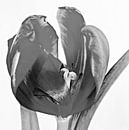 Tulpe von Jessica Berendsen Miniaturansicht