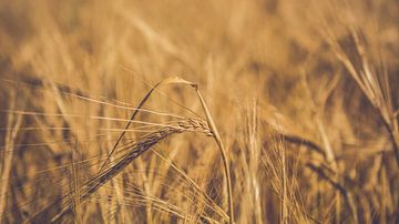 Barley by Luis Emilio Villegas Amador