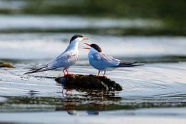 Tern in the Danube Delta by Roland Brack