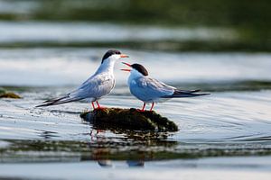 Seeschwalbe im Donaudelta