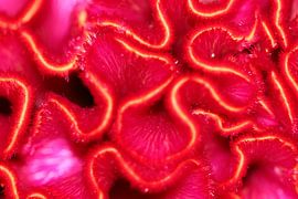 Celosia (cockscomb) by Bärbel Severens