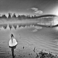 Zwaan in het Maximapark