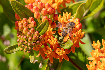 Flower tuberous silk plant with Spanish honey bee