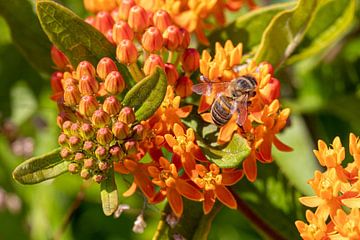 Vlinderhof Leidsche Rijn | Bloem | knolzijdeplant met Spaanse honingbij van Claudia van Kuijk