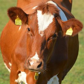 Nieuwsgierige koe tijdens zonnige dag von Jaimy Buunk