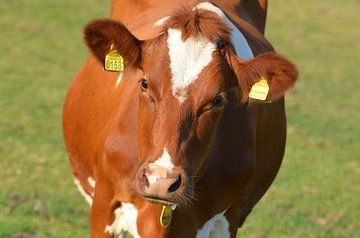 Nieuwsgierige koe tijdens zonnige dag van Jaimy Buunk