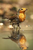 Robin with his reflection.