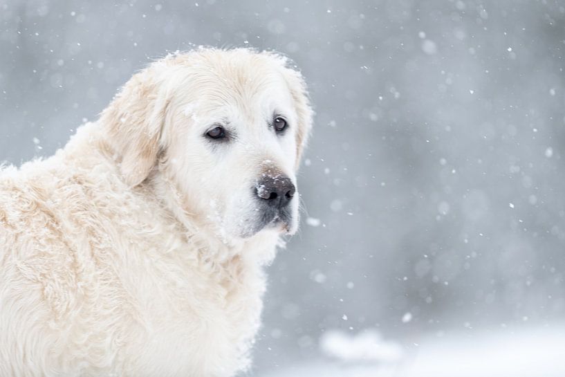 Golden retriever face in the snow van Desirée Couwenberg