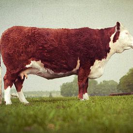 Hereford koe van Kurt Schraepen