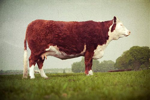 Hereford koe