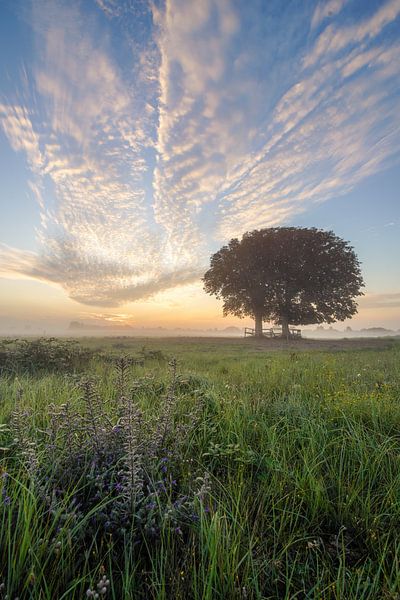 Lentevreugd Wassenaar by Dirk van Egmond