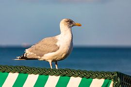 Möwe auf einem Strandkorb an der Ostsee von Werner Dieterich