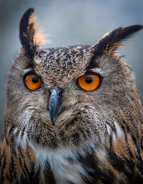 Eagle owl by Marjolein van Middelkoop