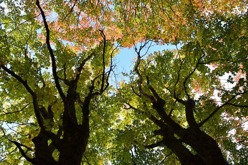 A maple forest in autumn by Claude Laprise