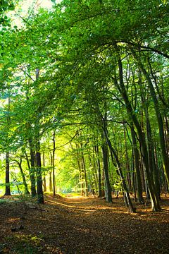 Wald im Frühherbst von Ostsee Bilder