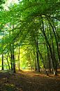 Wald im Frühherbst von Ostsee Bilder Miniaturansicht