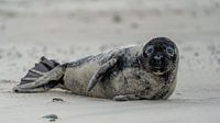 Grey seal pup on Texel beach by Ronald Timmer thumbnail