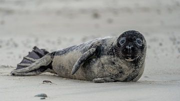 Phoque gris sur la plage de Texel sur Ronald Timmer