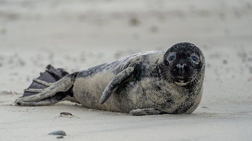 Kegelrobbenjunge am Strand von Texel von Ronald Timmer