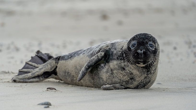 Grey seal pup on Texel beach by Ronald Timmer