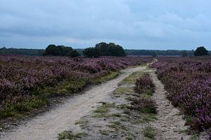 Über die Ermelo-Heide