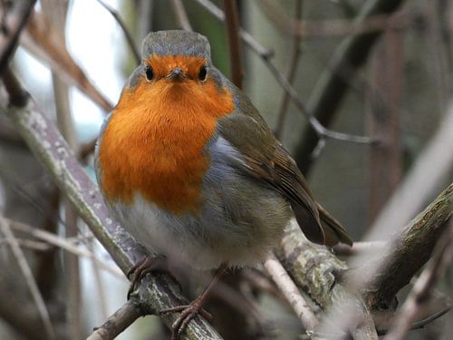 Charme naturel : Le rouge-gorge en gros plan sur Danny Kantas