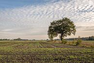 Pas gezaaid gras in een grote Nederlandse akker met maïs stoppels van Ruud Morijn thumbnail
