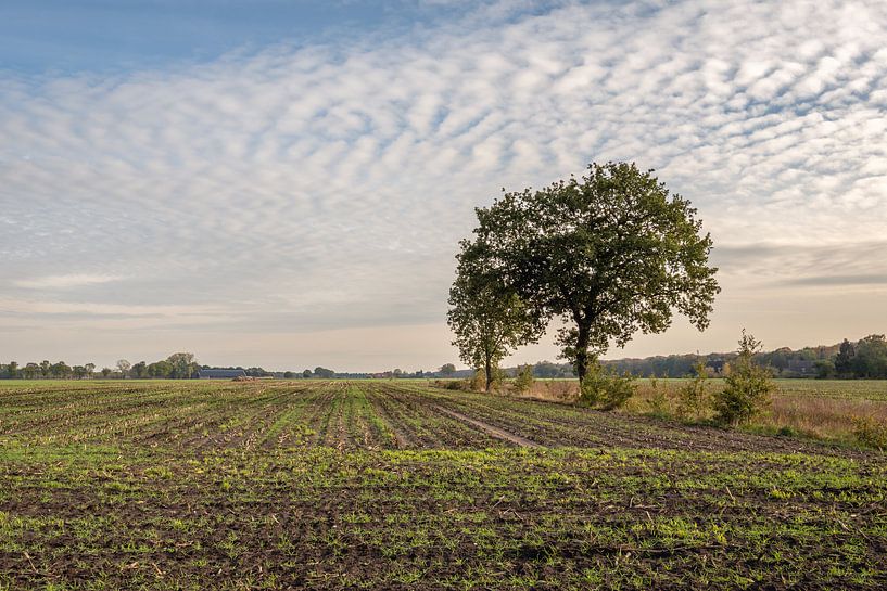 Pas gezaaid gras in een grote Nederlandse akker met maïs stoppels van Ruud Morijn