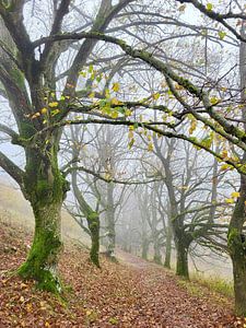 Allee im Nebel