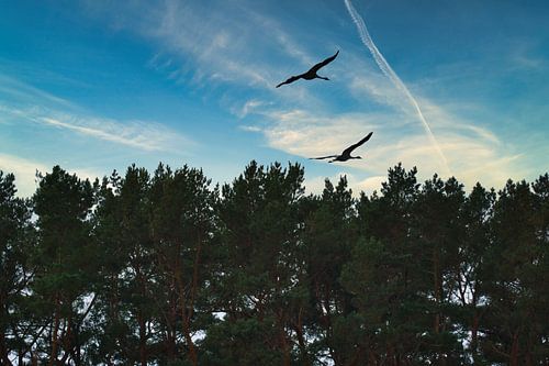 Kraniche fliegen über einen Wald