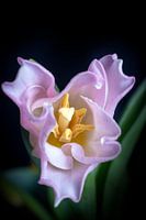 Roze openende tulpenbloem in boven aanzicht