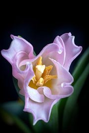 Roze openende tulpenbloem in boven aanzicht
