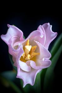 Roze openende tulpenbloem in boven aanzicht
