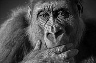 Gorilla close-up portret in zwart/wit van Sjoerd van der Wal Fotografie thumbnail