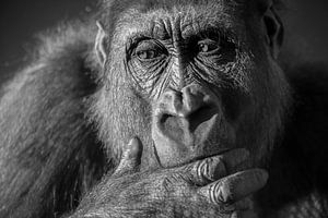 Gorilla Nahaufnahme Portrait in Schwarz-Weiß