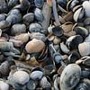 Muscheln am Strand von Matthias Brix