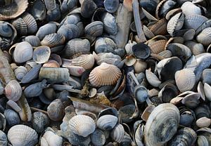 Coquillages sur la plage