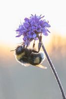 Hommeltje op een bloem