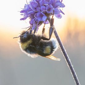 Bumblebee on a flower by Hugo Meekes