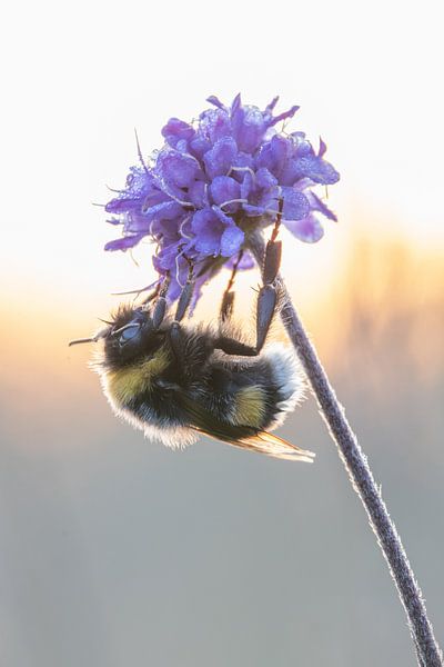 Bumblebee on a flower by Hugo Meekes