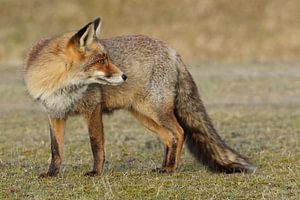Renard (Vulpes vulpes)